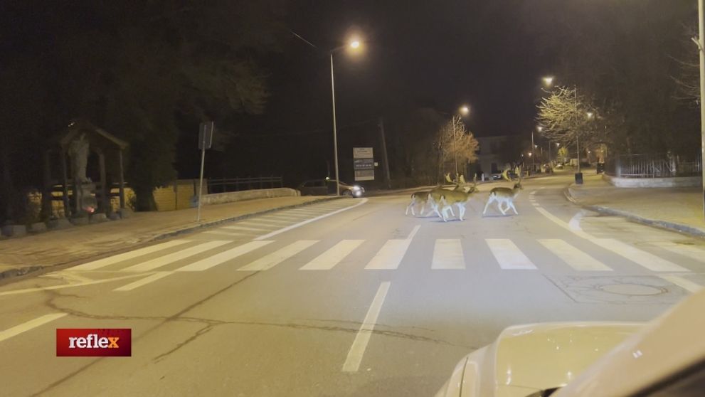 Premnožené daniele im sťažujú život