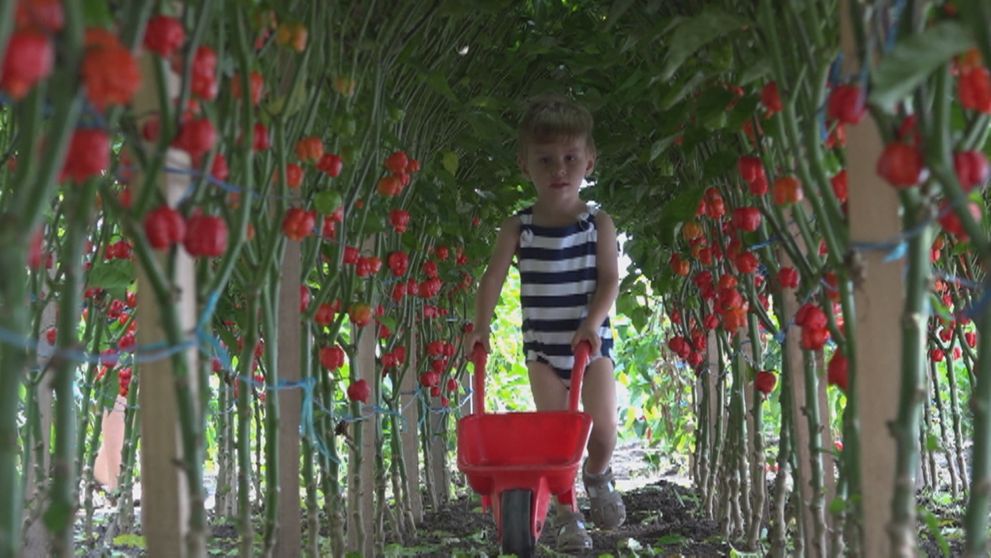 Máte radi čili papričky? Na Slovensku nájdete aj tie najštipľavejšie na svete