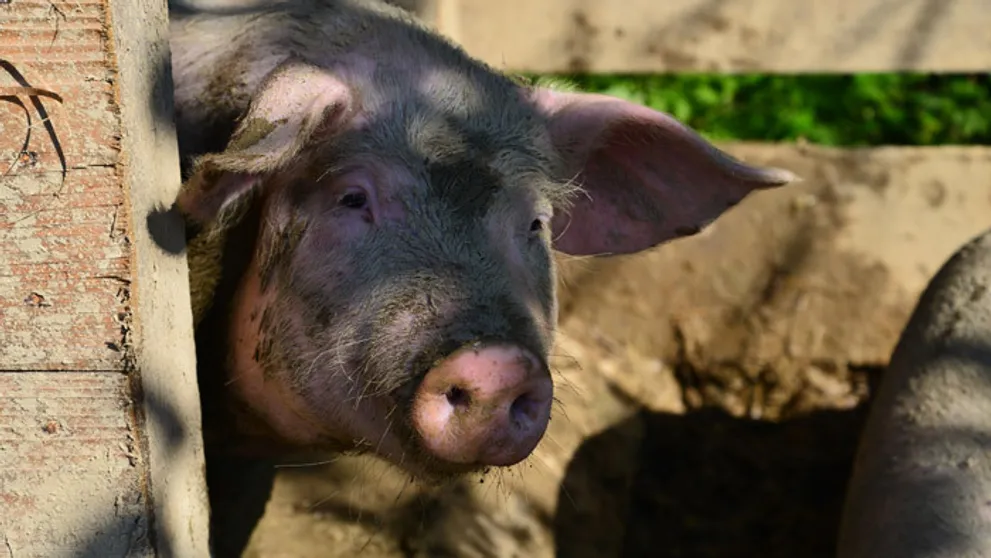 Farmári v núdzi: Keď to môžu žrať svine, tak aj my