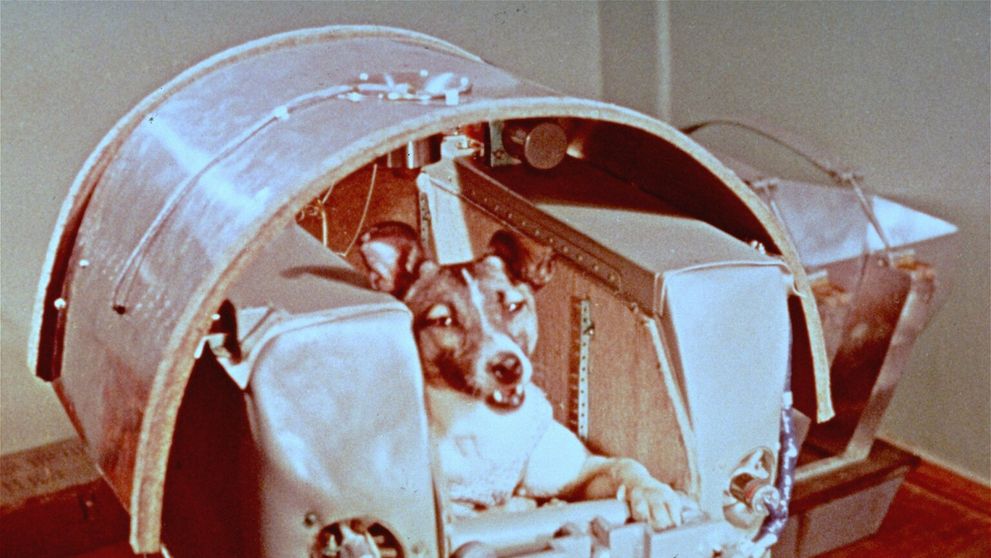 Stres a vysoká teplota. Lajka pred 60 rokmi zomrela krutou smrťou