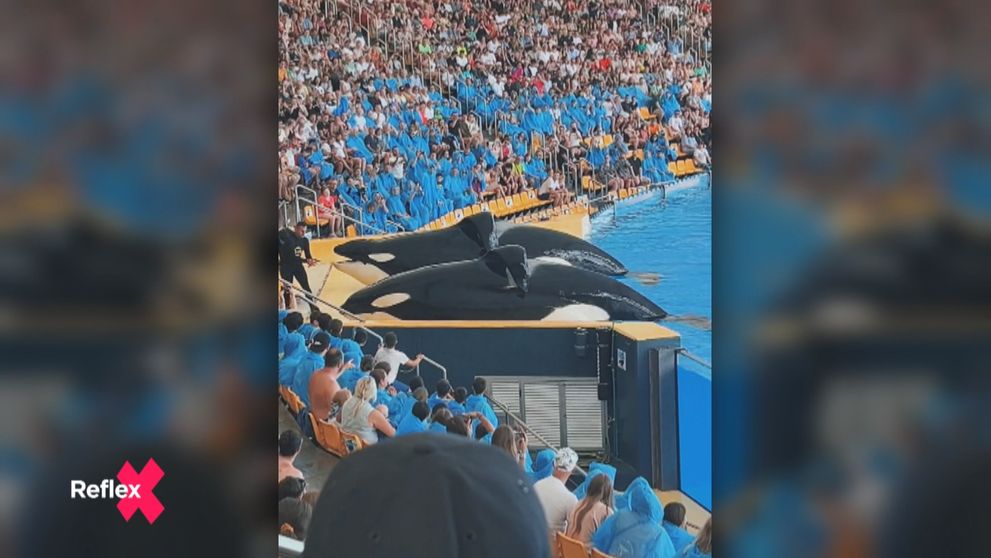 Odvrátená strana živých dovolenkových atrakcií