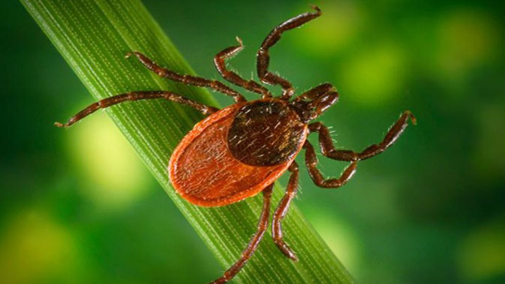 Našli ste si na tele kliešťa? Poradíme vám, čo robiť!