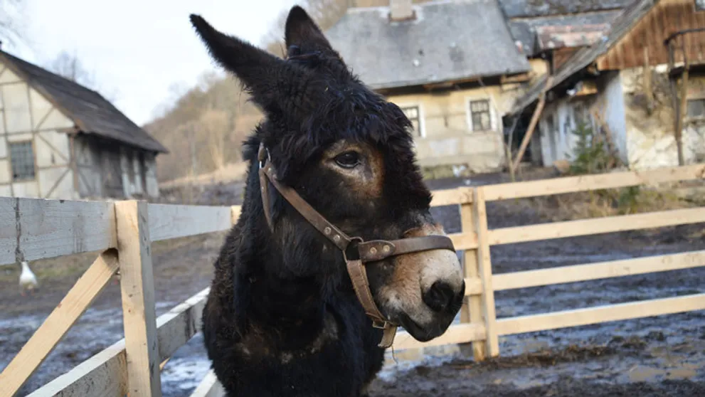 Malinovka ako utrhnutá z reťaze: Nechýbalo veľa a Jana by skončila zle
