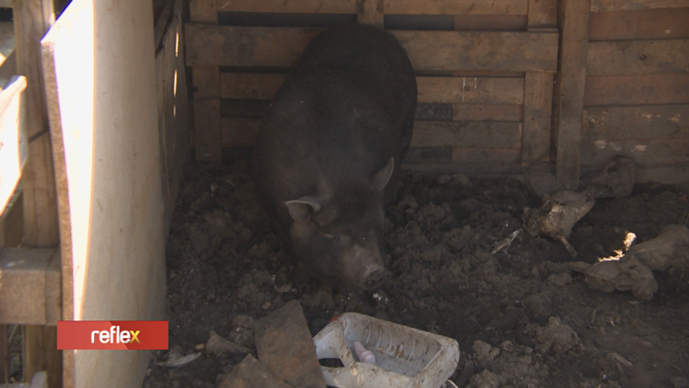 Nelegálny chov prasiat