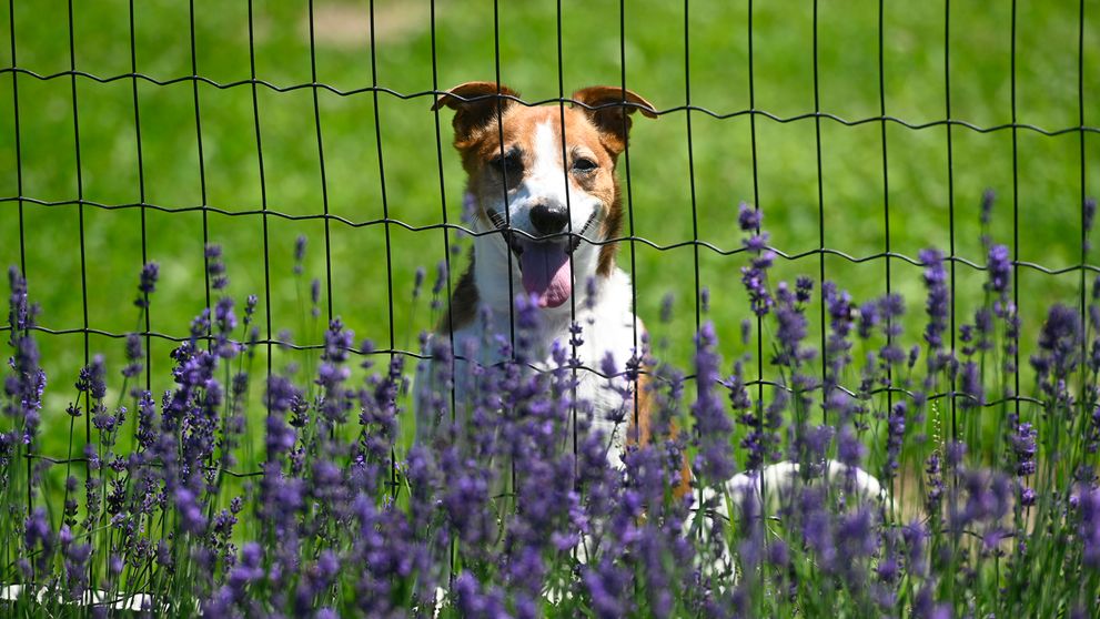 Vykradli jej chatu a teraz prišla o konto: Ďalší útok na Dominiku Cibulkovú!