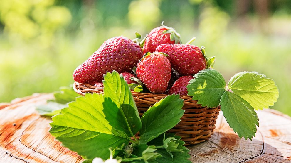 Jahody, jahody, všade samé jahody!