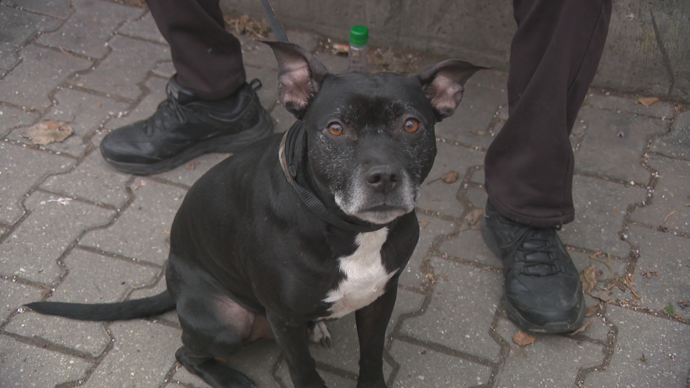 Psíčkari z Ružinova na pozore