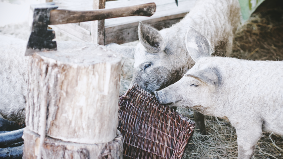 Sú to obyčajné... svine!