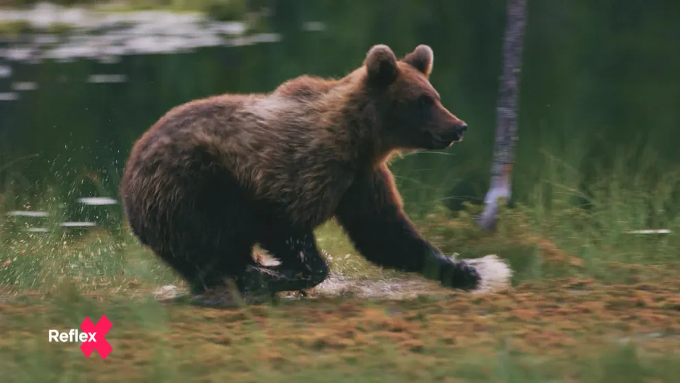 Rozhodovanie o medveďoch: Zmenili svoje správanie?