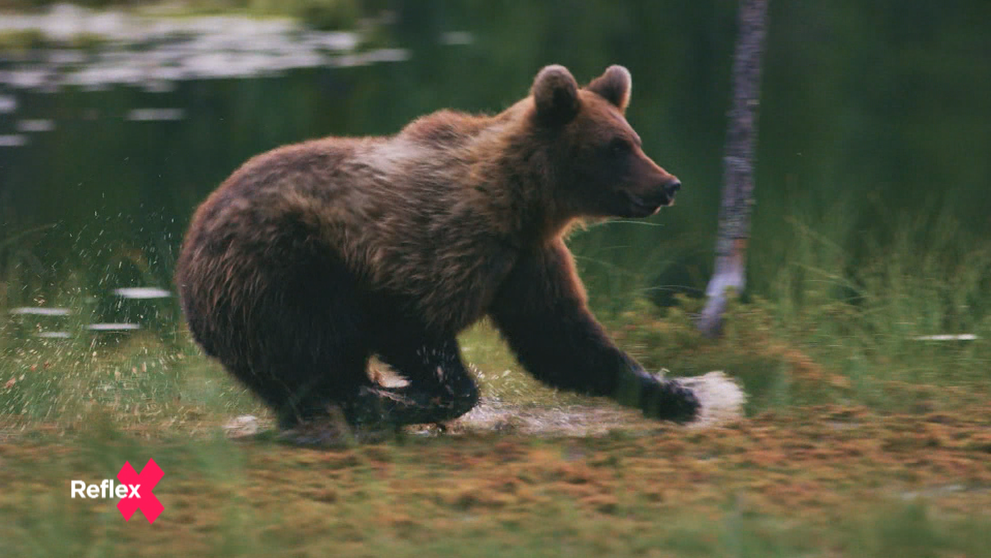 Rozhodovanie o medveďoch: Zmenili svoje správanie?