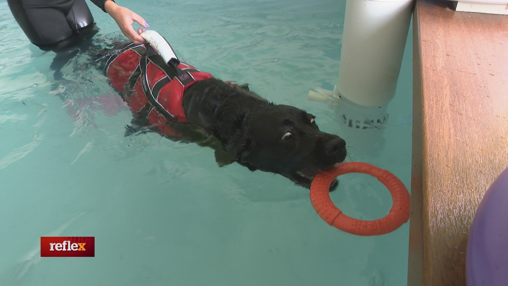 Wellness pôžitok aj pre psov