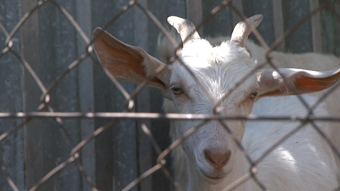 Kozia farma v blízkosti ľudských obydlí