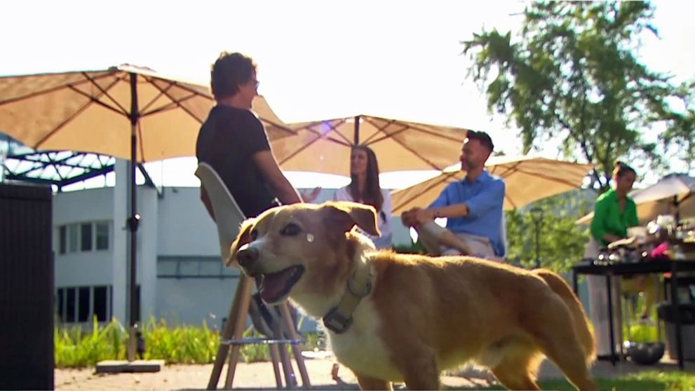 Rozruch v priamom prenose! Nečakanou hviezdou Telerána sa stal pes známeho hudobníka