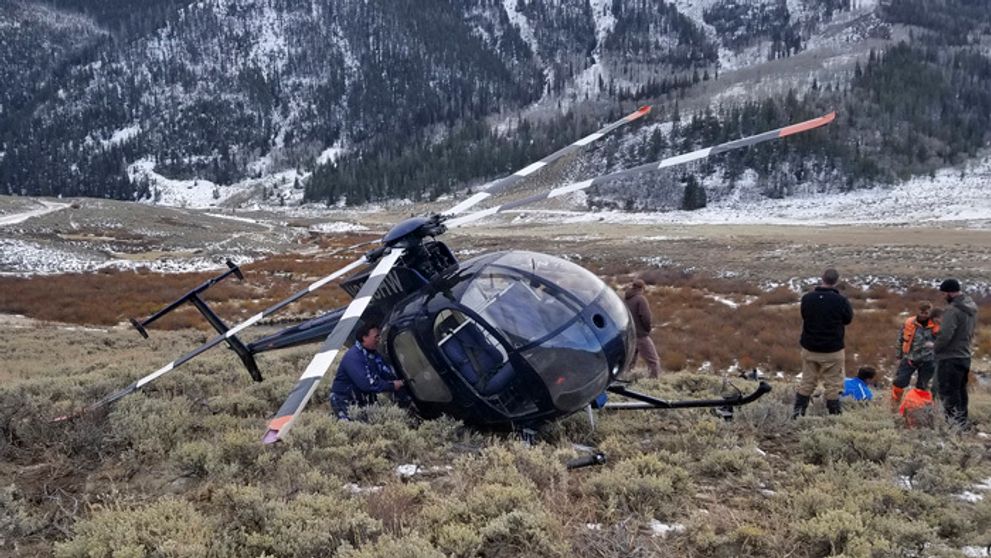 Los vyskočil na chvost nízko letiaceho vrtuľníka, helikoptéra spadla