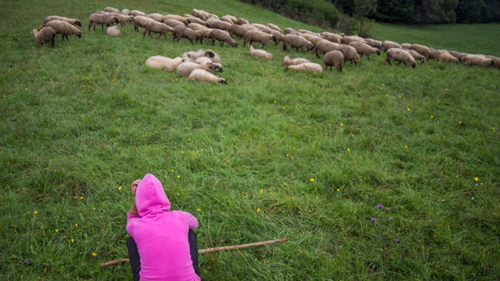 Ovečky sú späť! A dajú farmárom poriadne zabrať!