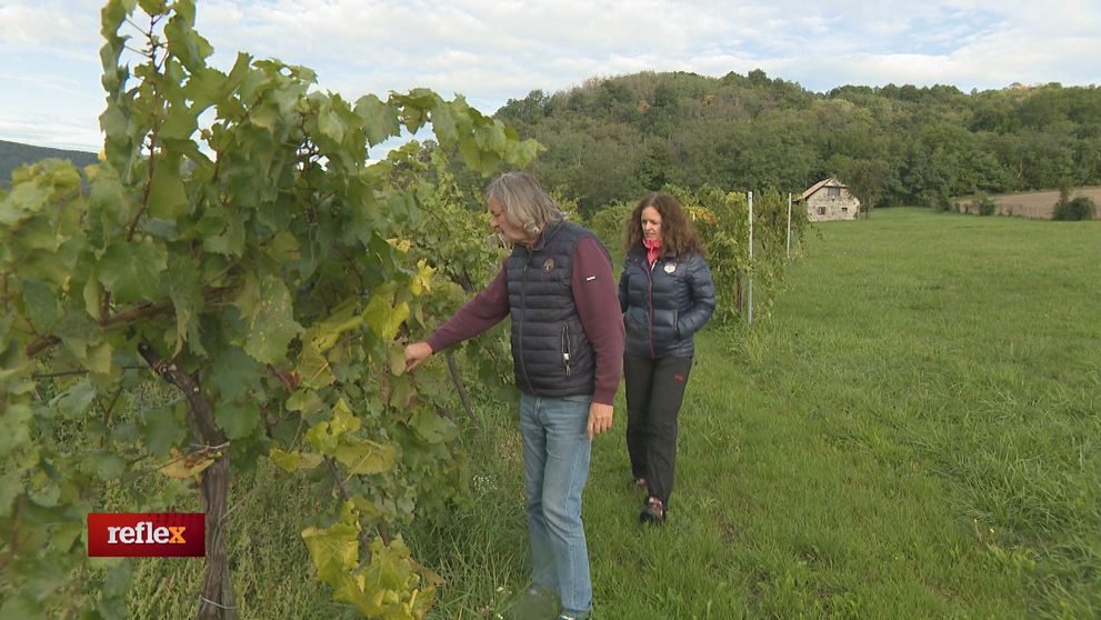 Na oberačke v ekologickom vinohrade