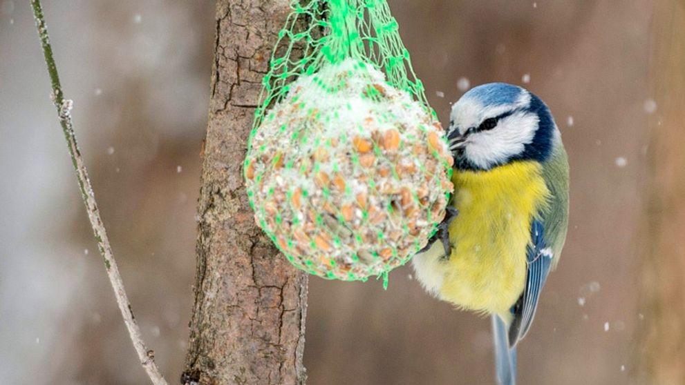 Ak chcete kŕmiť s deťmi v zime sýkorky, toto musíte vedieť