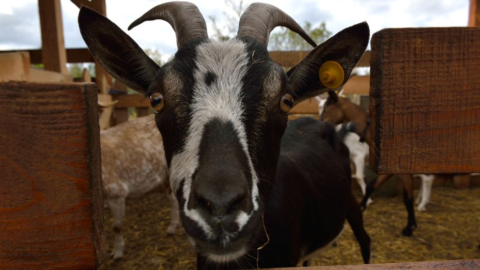 Na Farme nezažiarili len farmári: Toto sú tiež televízne hviezdy!