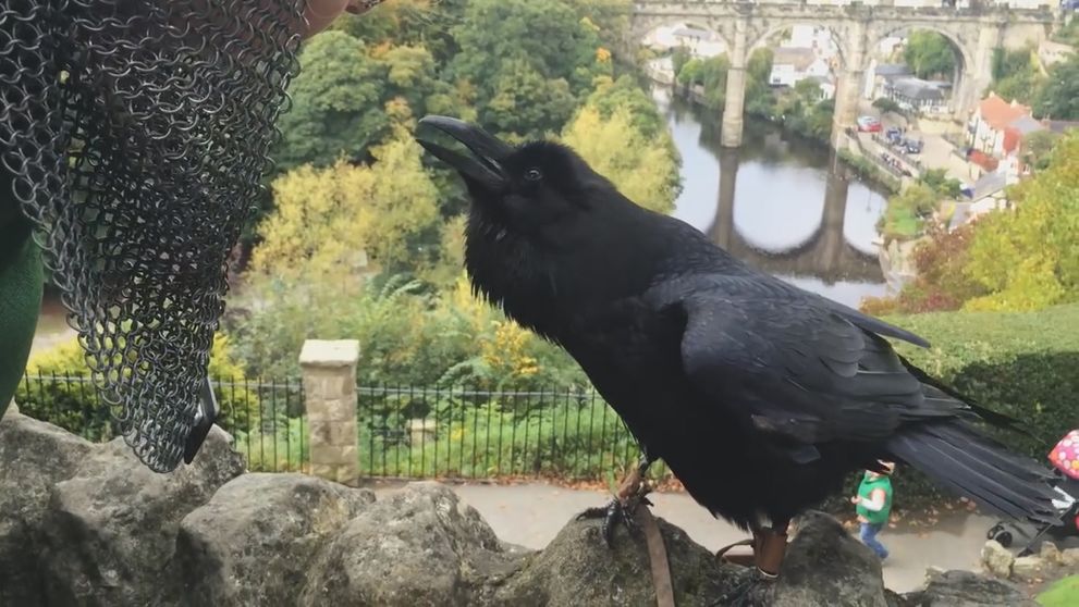 Lak na aute môžu poškrabať aj vtáky. Čo na to poisťovne?