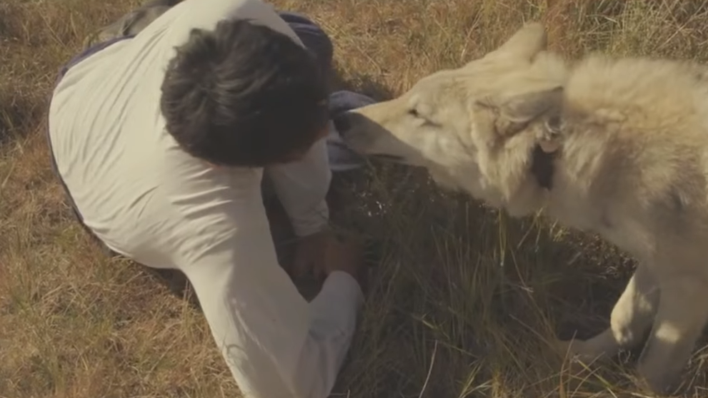Dojímavé spojenie človeka s vlkom. Nenechajte si ujsť film Totem vlka