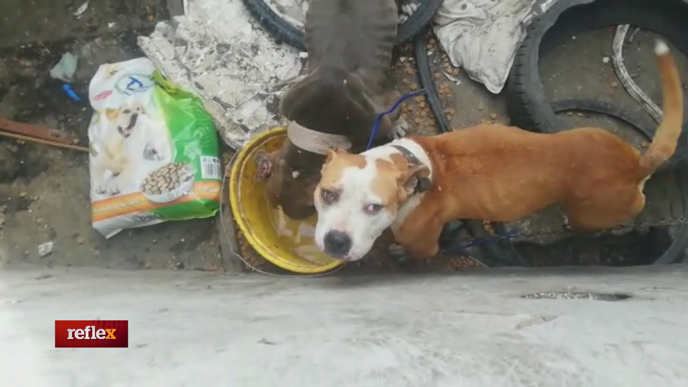 Parlamente o psích zabíjačkách