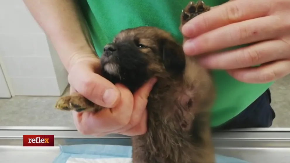 Týranie zvierat na východnom Slovensku