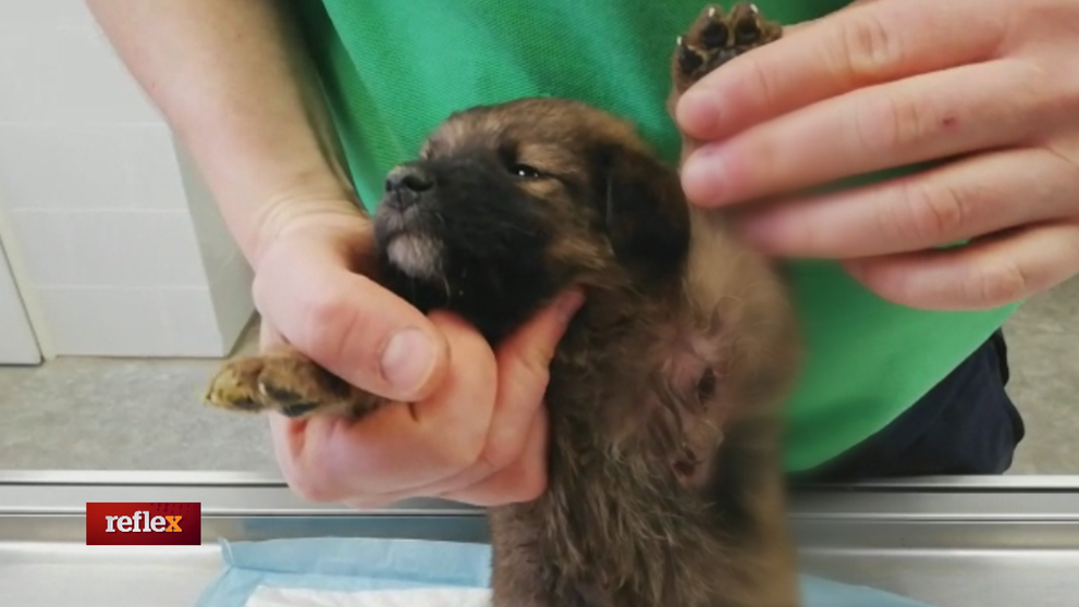 Týranie zvierat na východnom Slovensku