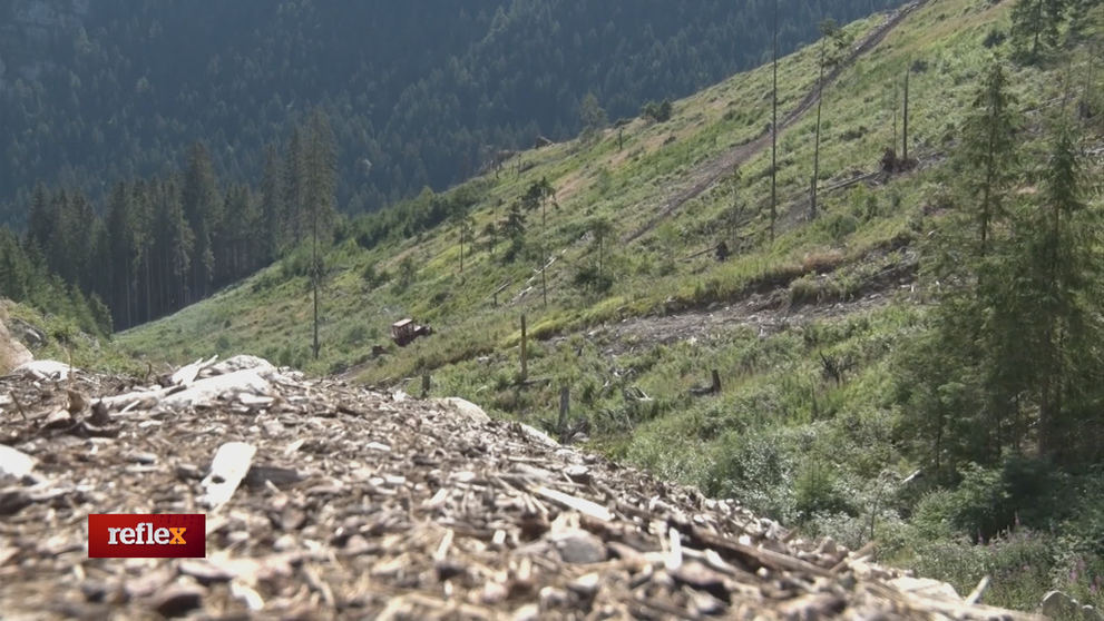 Masívne odlesňovanie planéty