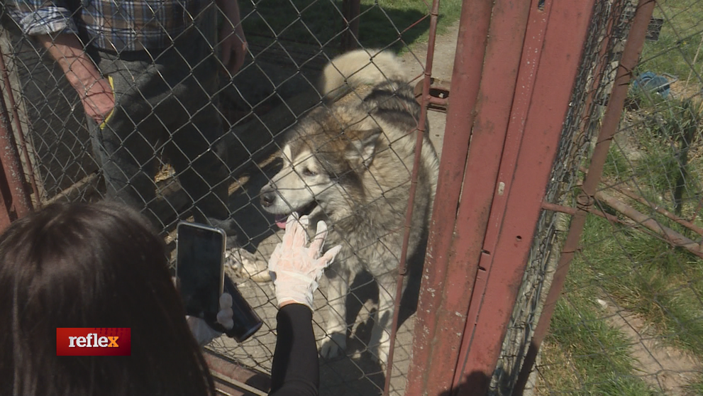 Surovo zbil susedovho psa