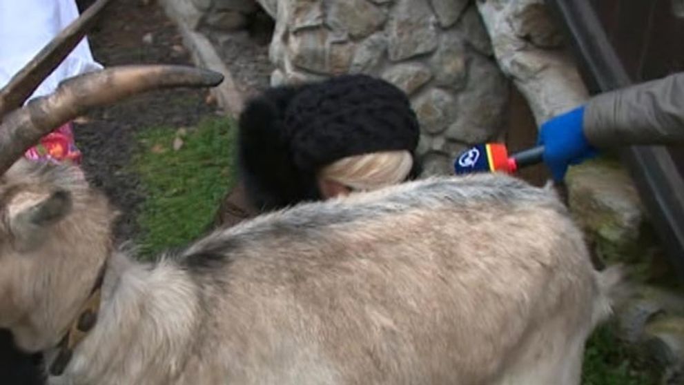 Video vnútri: Ktorá známa moderátorka vie takto šikovne podojiť kozu?