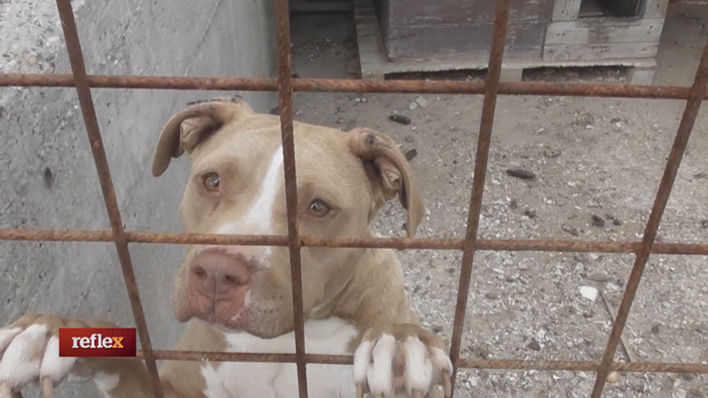 Pátranie po nelegálnych psích zápasoch