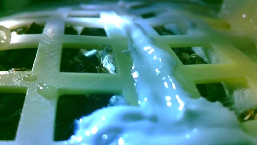 Vyklíčená rastlina na Mesiaci neprežila noc a zamrzla