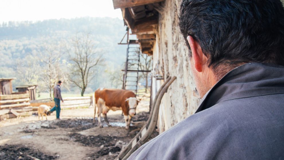Panika na Farme: Krava nabrala farmárov na rohy!