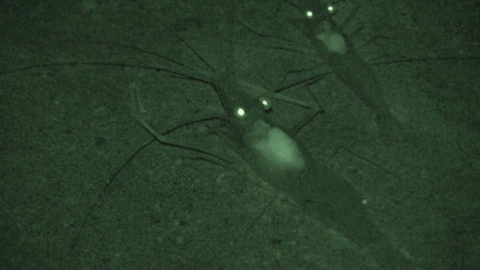 Blízke stretnutia tretieho druhu: Záhadné tvory na Ostrove