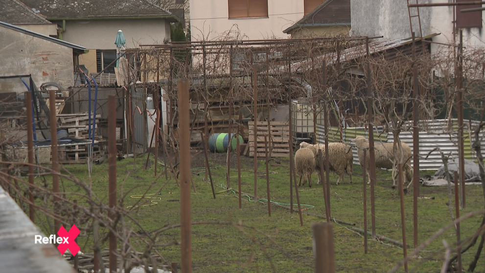 Salaš v meste? Pre ľudí z jeho okolia nočná mora