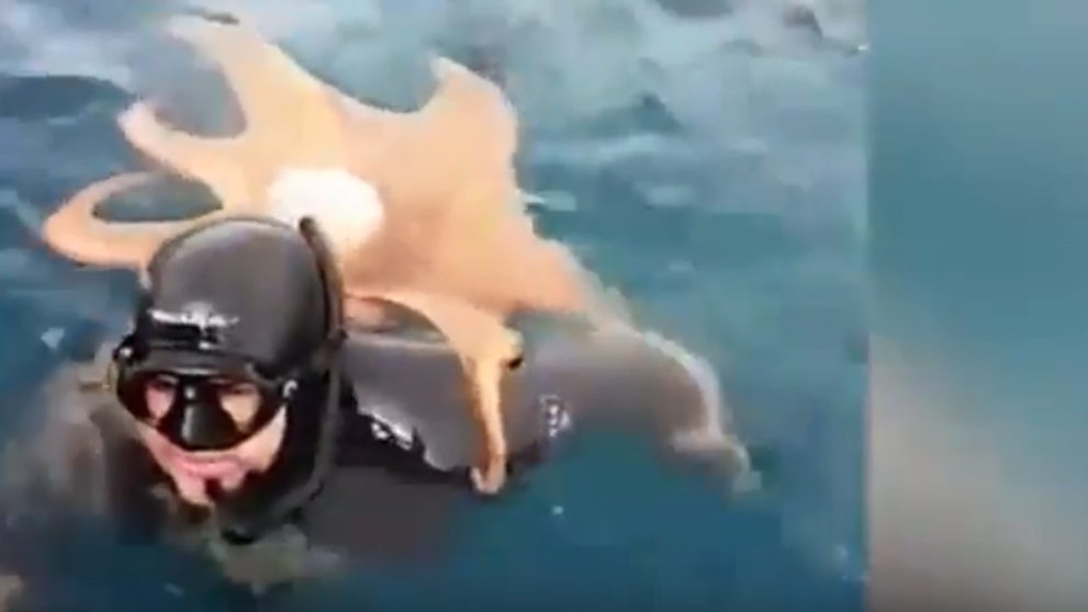 Potápačovi sa na chrbte udomácnila chobotnica, späť do mora sa jej nechcelo