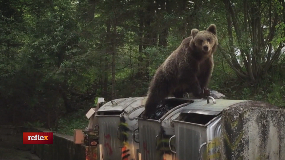 Medvede v horách aj v uliciach