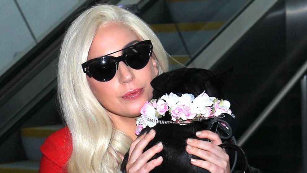 Konečne prišla spravodlivosť: Únosca psíkov Lady Gaga spoznal svoj trest. Druhý však...