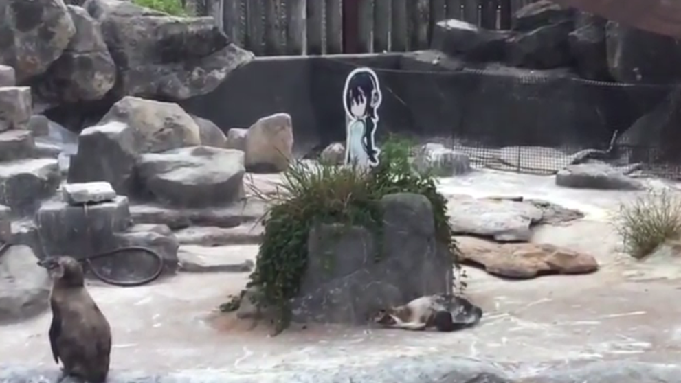 Tučniak Grape-kun zomrel po boku svojej lásky. Kreslenej postavičky