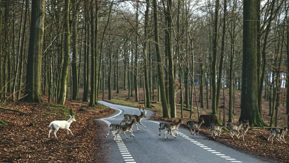 Lesná zver na jeseň na cestách