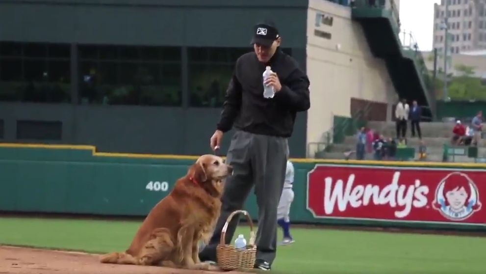 Je vám bejzbal ukradnutý? Keď spoznáte Jakea, zmeníte názor!