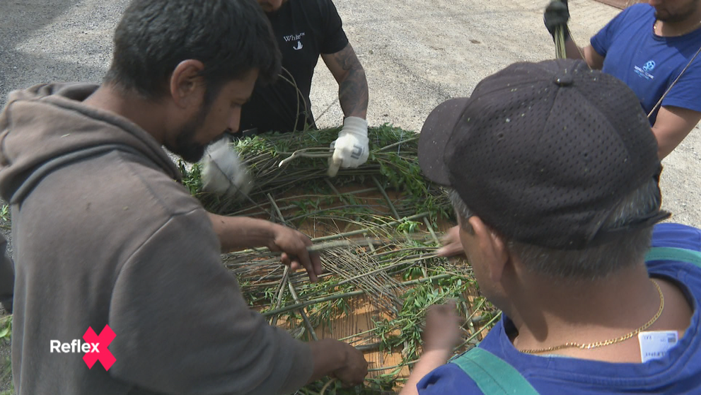 Domov pre bociany: Hniezda z obce Slovinky sú žiadané aj mimo ich regiónu