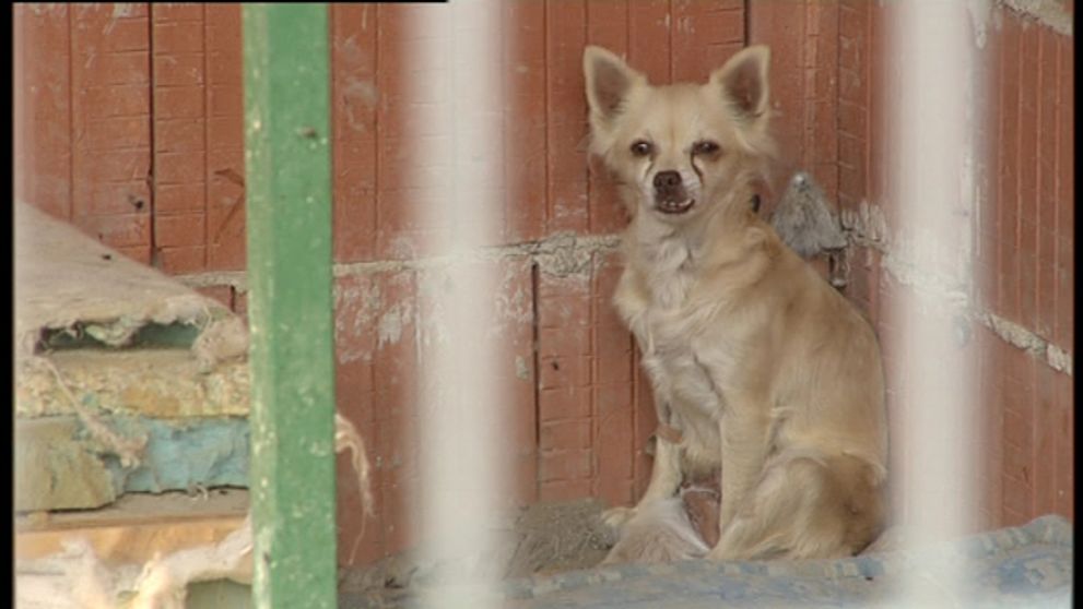 Zvláštny útulok pre psov!