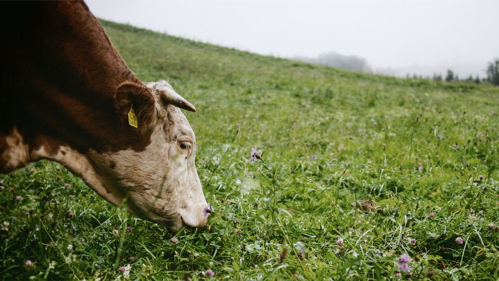 Dráma na Farme! Jedna účastníčka ušla!