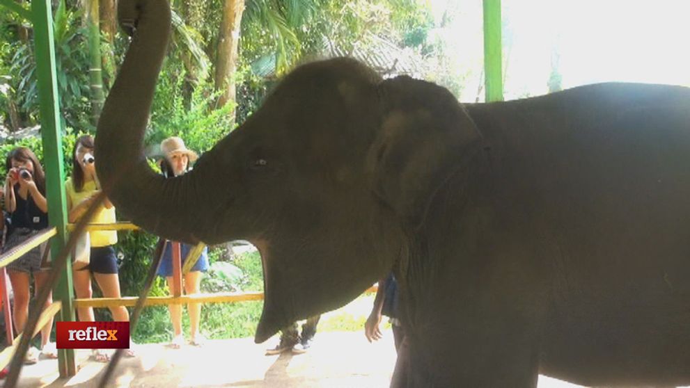 Čo si musia vytrpieť zvieratá pre turistický ošiaľ?