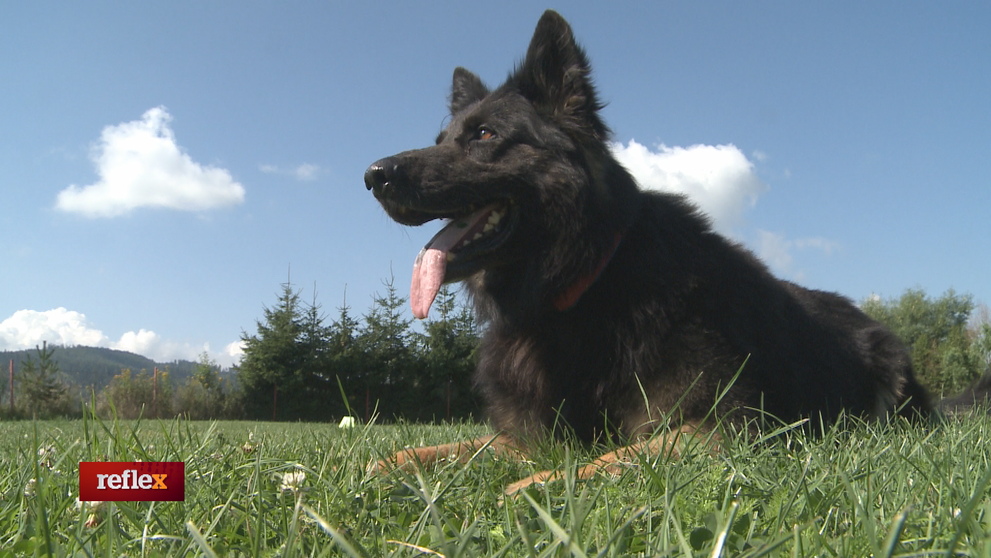 Novými pomocníkmi v boji s pandémiou by mohli byť psy