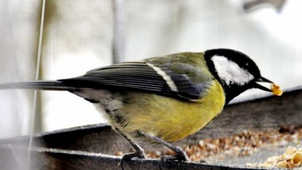 Vtáky sú dôležitá súčasť ekosystému