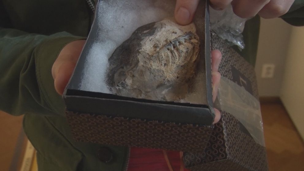 Slovensko má konečne svoju kostru z éry dinosaurov: Objavili ju úplne náhodou