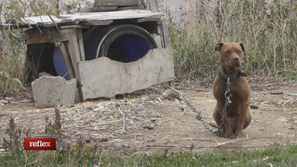 Organizoval nelegálne zápasy
