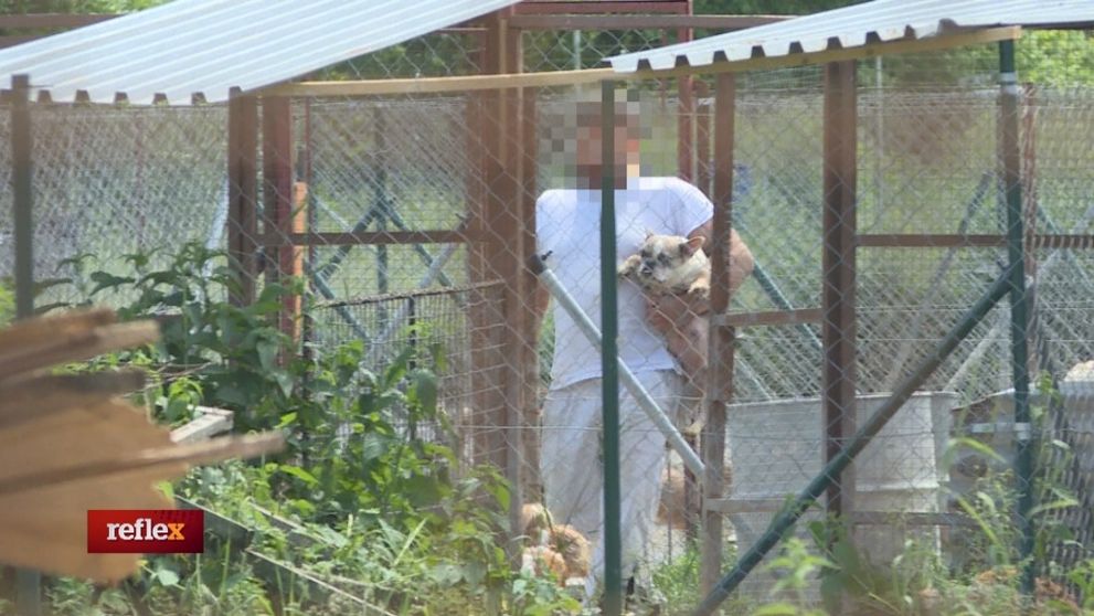 Fabriky na výrobu psov!